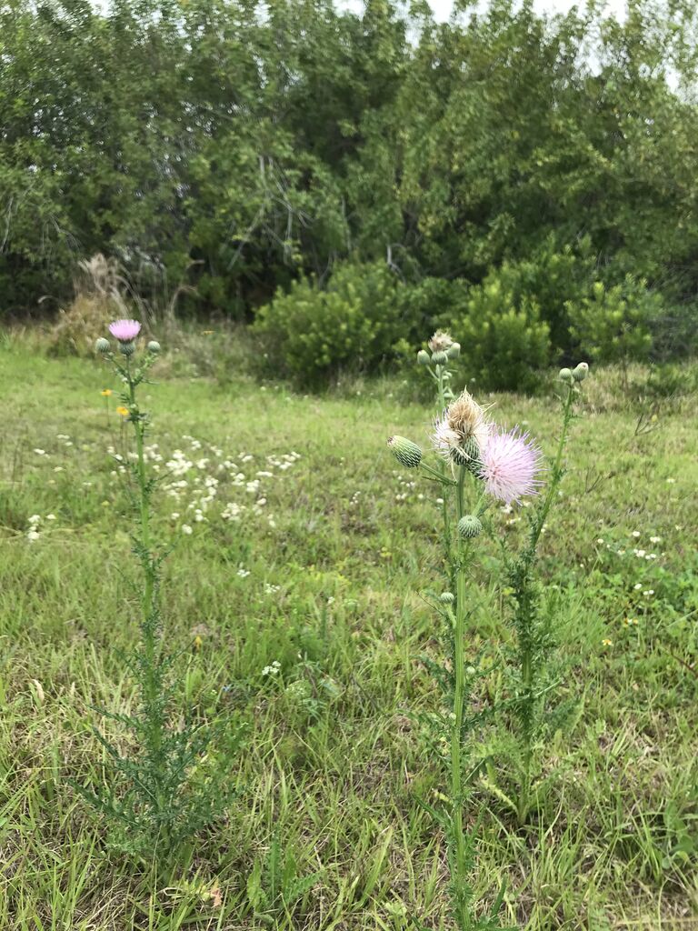 ナタールズ ティッスル キク科アザミ属 青い郊外の空の下 黄色と緑のセロファンの花たち ナタールズ ティッスル キク科アザミ属 青い郊外の空の下 黄色と緑のセロファンの花たち