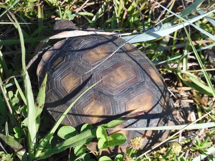 科学者らは人間の DNA の 90% 以上が役に立たないと発表