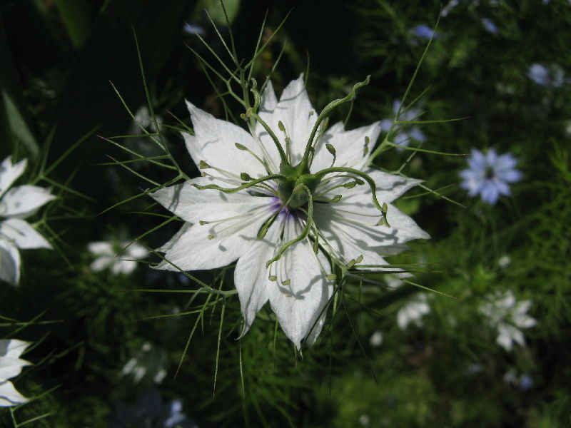 クロタネソウ Nigelle De Damas リムーだより Lettres De Limoux クロタネソウ Nigelle De Damas リムーだより Lettres De Limoux