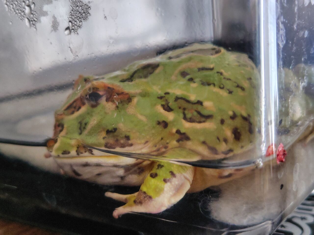 目を瞑る様になったツノガエル : 迷カエルコハウス?