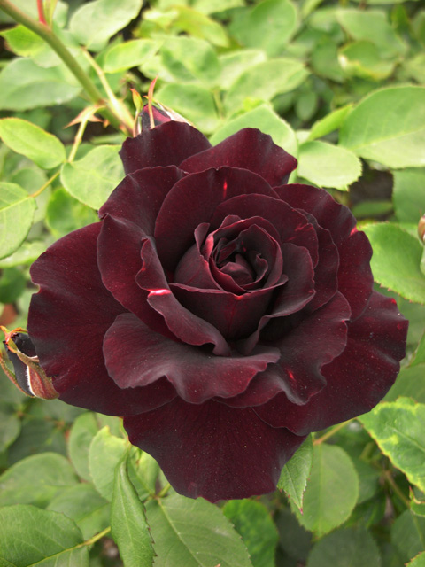 浜寺公園のバラ園 その5 竜胆庵日記