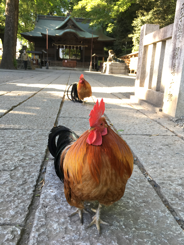 谷保天満宮 竜胆庵日記