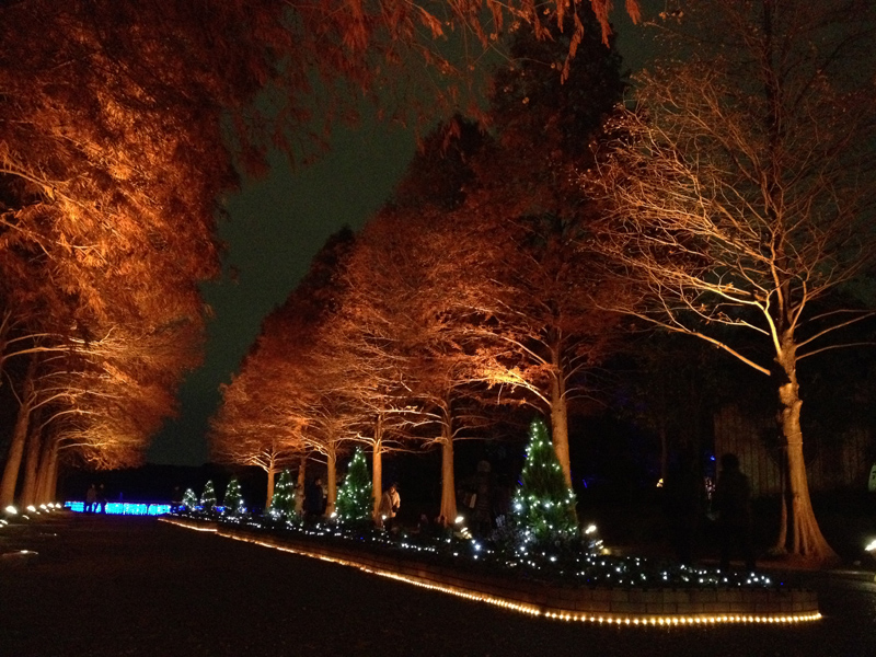 長居植物園ガーデンイルミネーション11 竜胆庵日記 長居植物園ガーデンイルミネーション11 竜胆庵日記