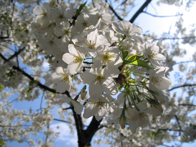 街角の白い桜と猫 竜胆庵日記