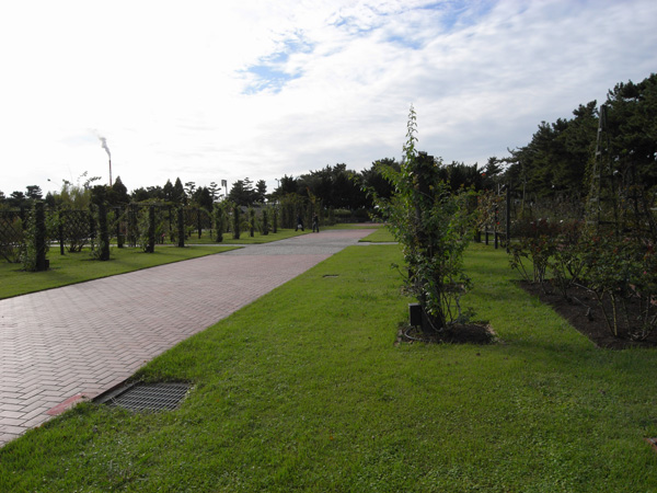 浜寺公園のバラ園 その4 竜胆庵日記