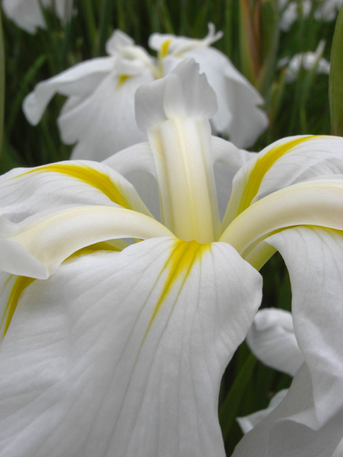 滝谷花しょうぶ園 その1 竜胆庵日記 滝谷花しょうぶ園 その1 竜胆庵日記