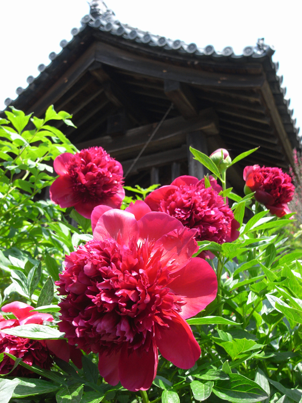石光寺の芍薬 その4 竜胆庵日記 石光寺の芍薬 その4 竜胆庵日記