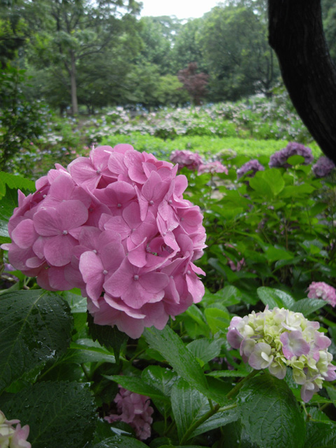 長居植物園のあじさい園 竜胆庵日記
