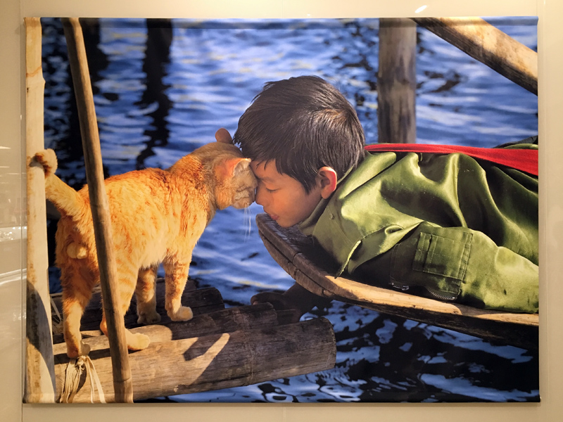 劇場版 岩合光昭の世界ネコ歩き あるがままに 水と大地のネコ家族 写真展 竜胆庵日記