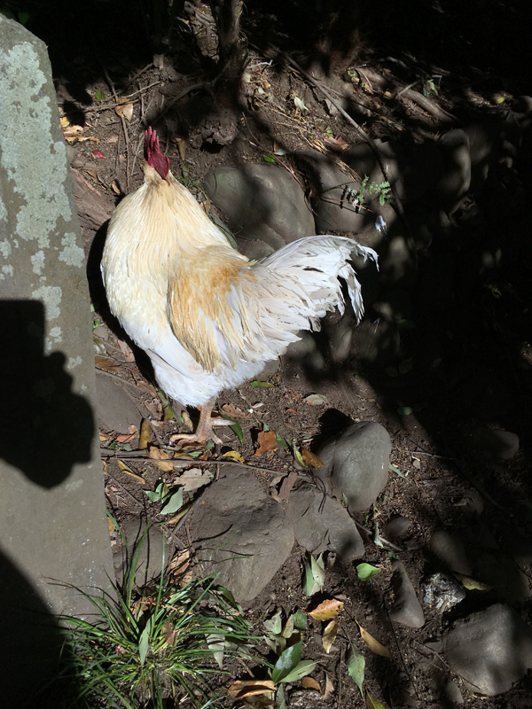谷保天満宮 竜胆庵日記