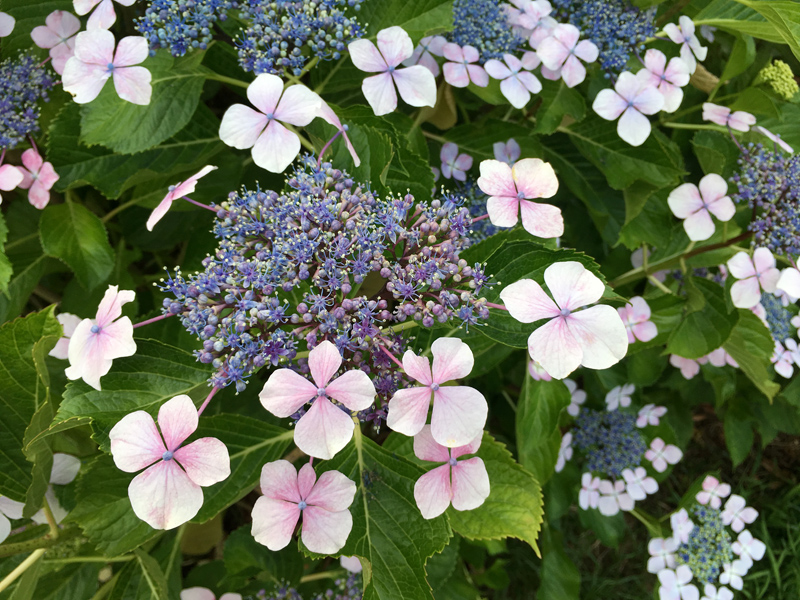 三宝あじさいまつり 19 後編 竜胆庵日記