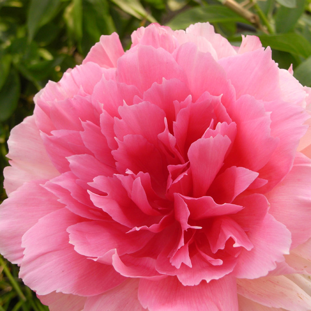 石光寺の芍薬 竜胆庵日記