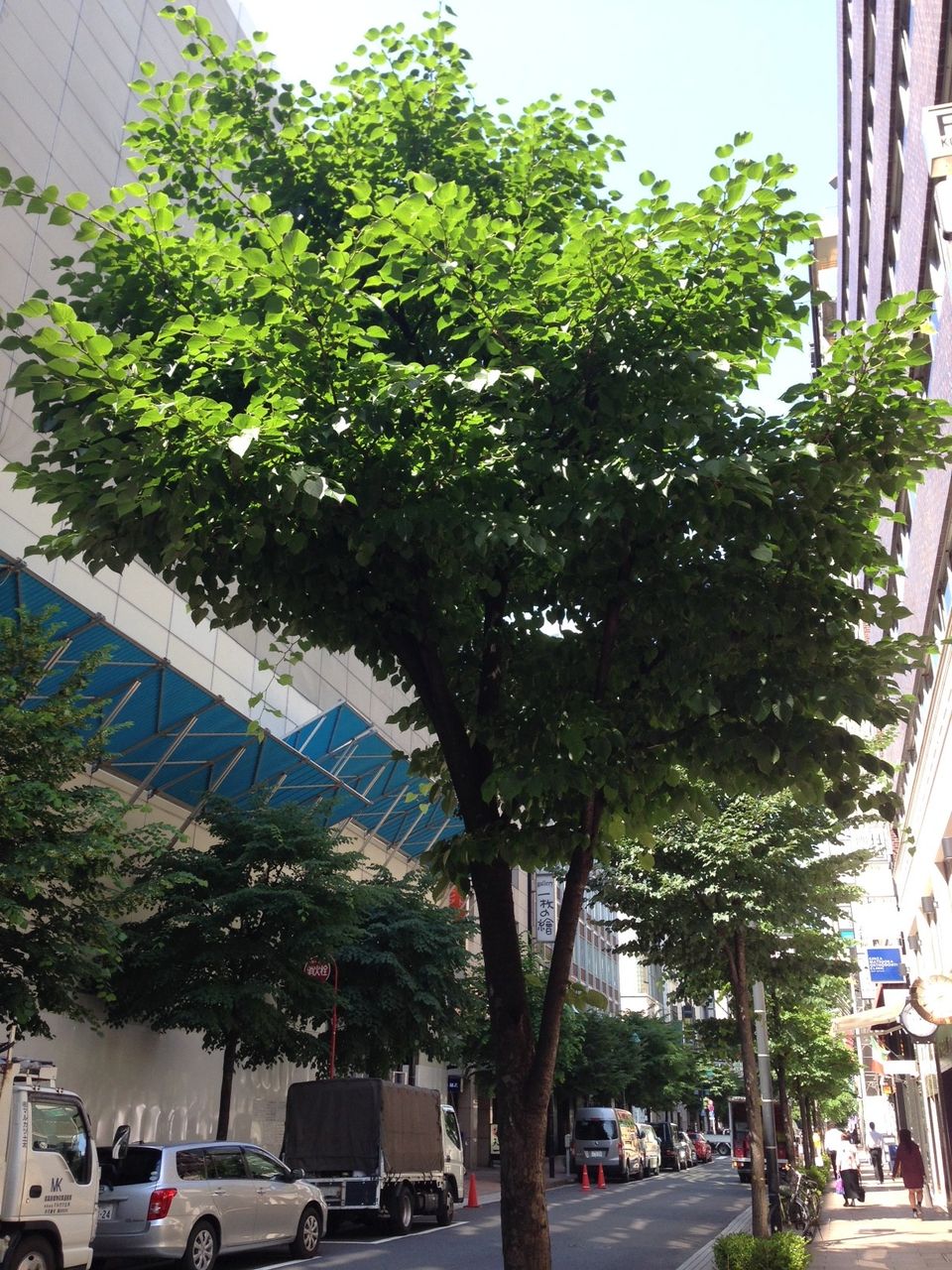 ブログタイトルについて リンデン法律事務所ブログ 菩提樹の下で