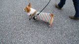 DSC01929