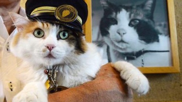 たま駅長の後任に新たなネコが就任、三毛猫「ニタマ」