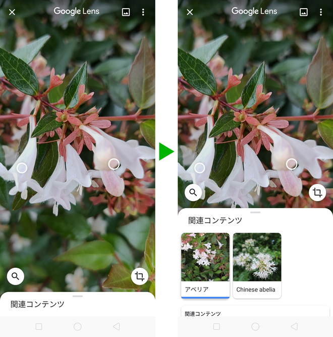 お花の名前が知りたい