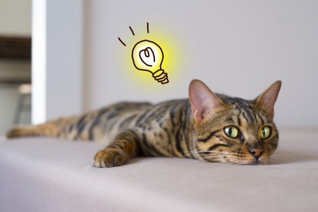 猫1