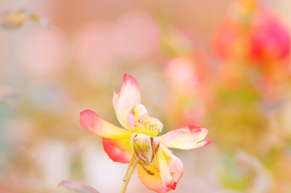 枯れた花