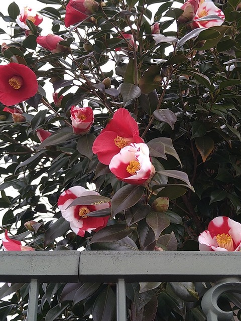 LINE_ALBUM_リンクスの日常_220316_3