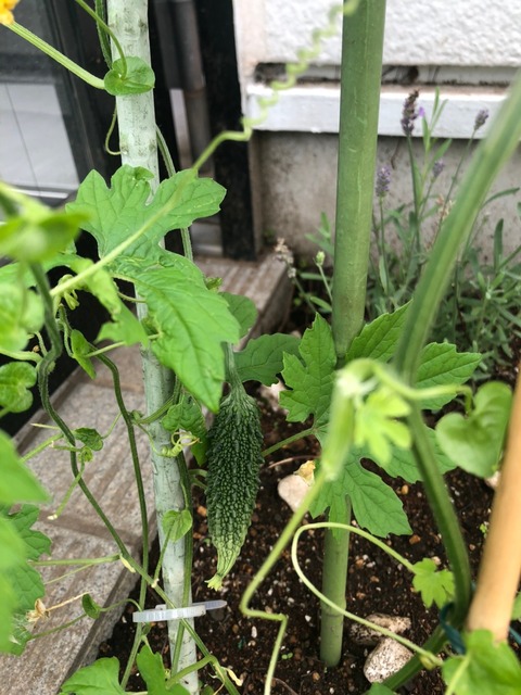 にがにがのきょうだい_210706