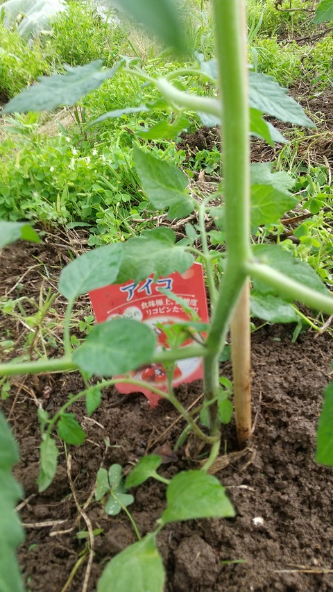 HORIZON_0001_BURST20210617132348027_COVER