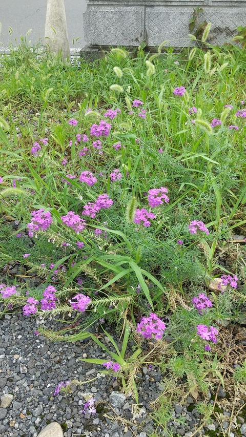 LINE_ALBUM_リンクスの日常_220713