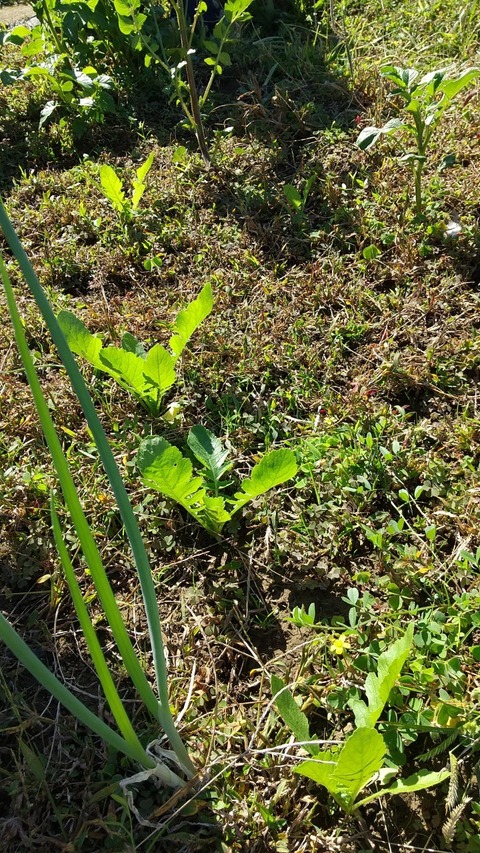 LINE_ALBUM_農業部_211029_1