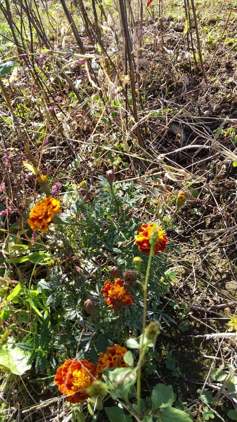 LINE_ALBUM_農業部_211029_4