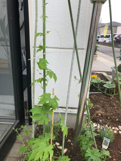 にがにがくん_210623