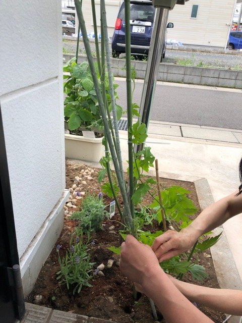 にがにがくん植え付け時 210622