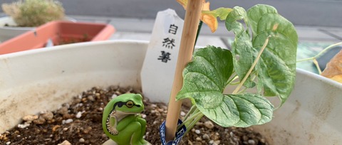 リンクス花壇