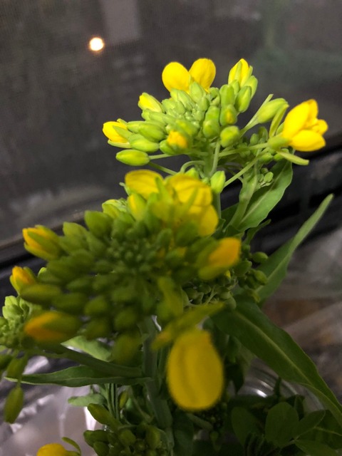 LINE_ALBUM_農業部_220315