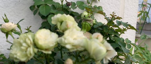 バラとカエル