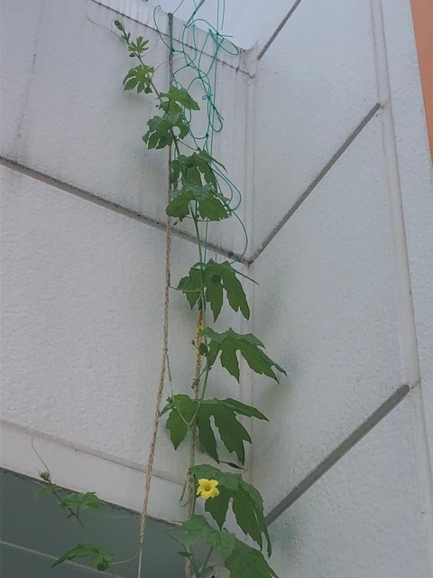 にがにがくん_210720