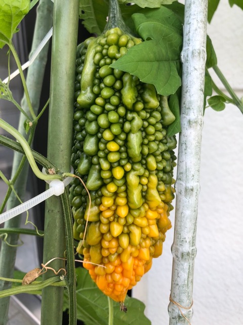 上弦の1黄色_210727