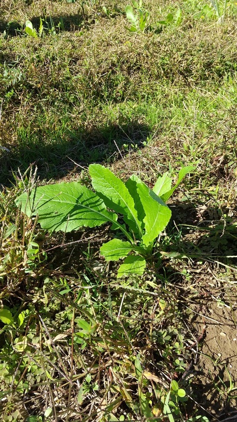 LINE_ALBUM_農業部_211029_0