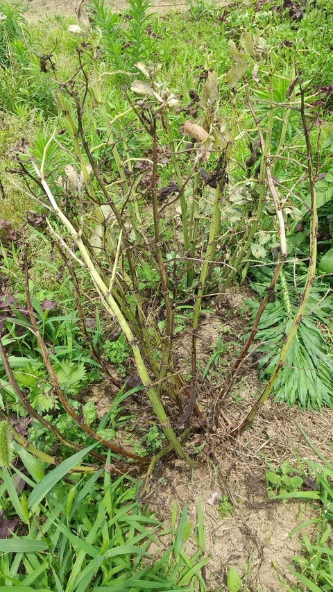 農業部_210611_0_0