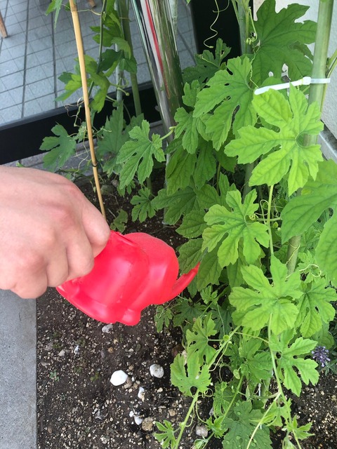 水やりジョーロの可愛さよ_210720