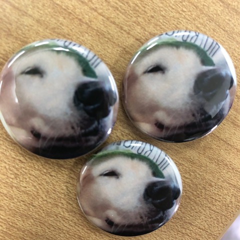 かわいい犬缶バッジ_210706