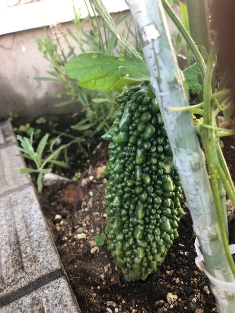 下方のにがにが_210720