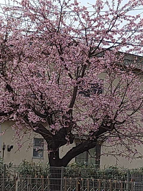 LINE_ALBUM_リンクスの日常_220316_0