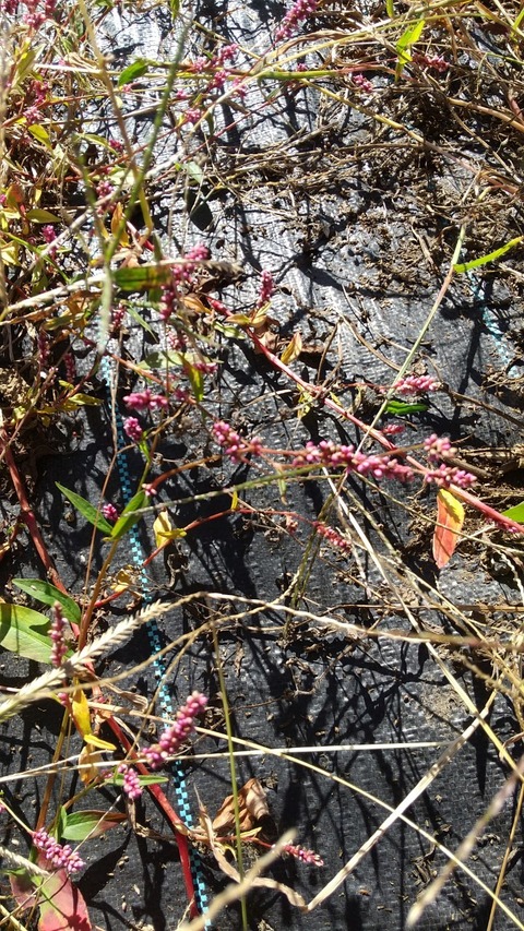 LINE_ALBUM_農業部_211029_5