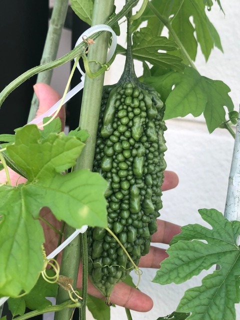 上方のにがにがの実_210720