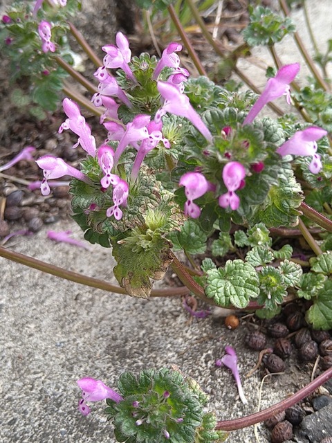 LINE_ALBUM_リンクスの日常_220316_2