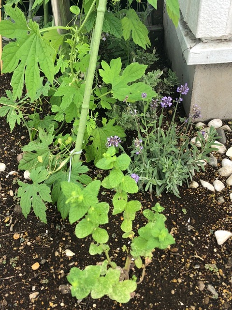 ミントとラベンダーとにがみ_210720