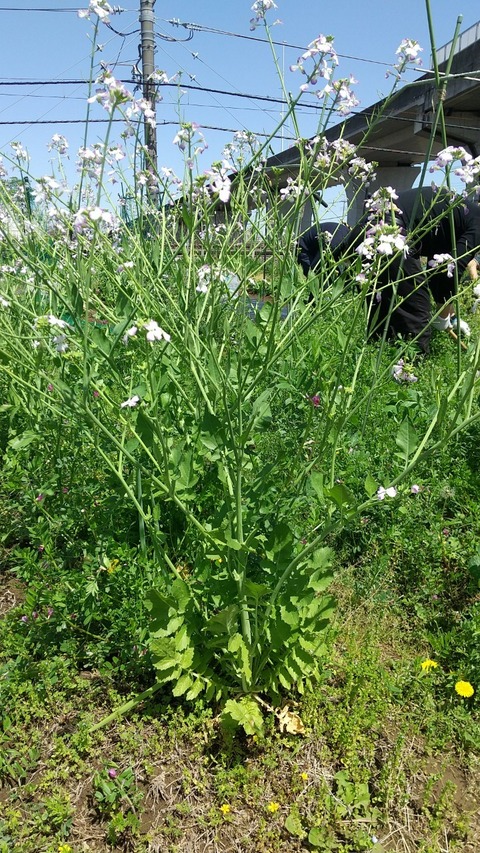 LINE_ALBUM_農業部_220422_2