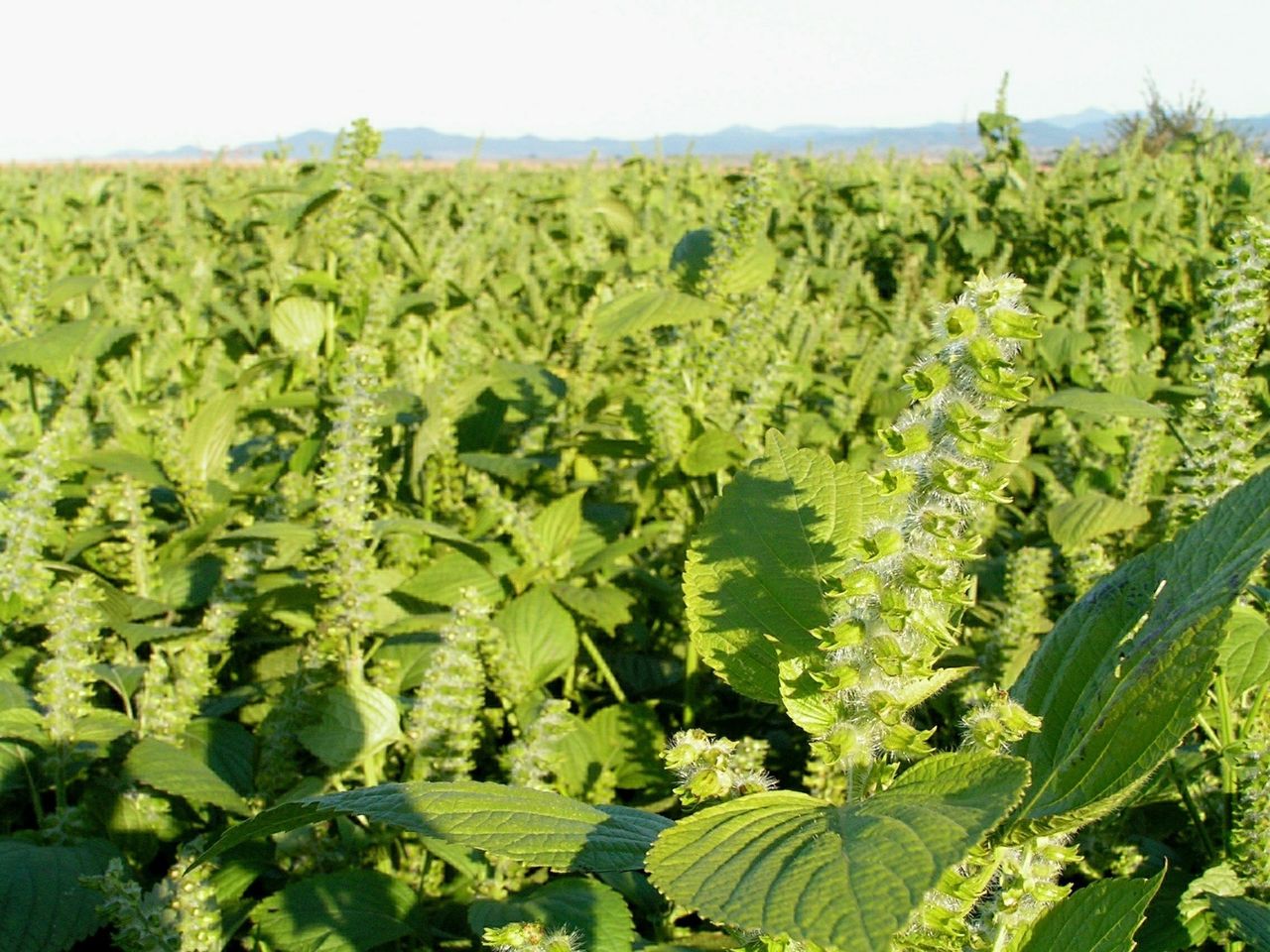 えごま 荏胡麻 旅紀行 1 Linlingcocoのblog えごま 荏胡麻 旅紀行 1 Linlingcocoのblog