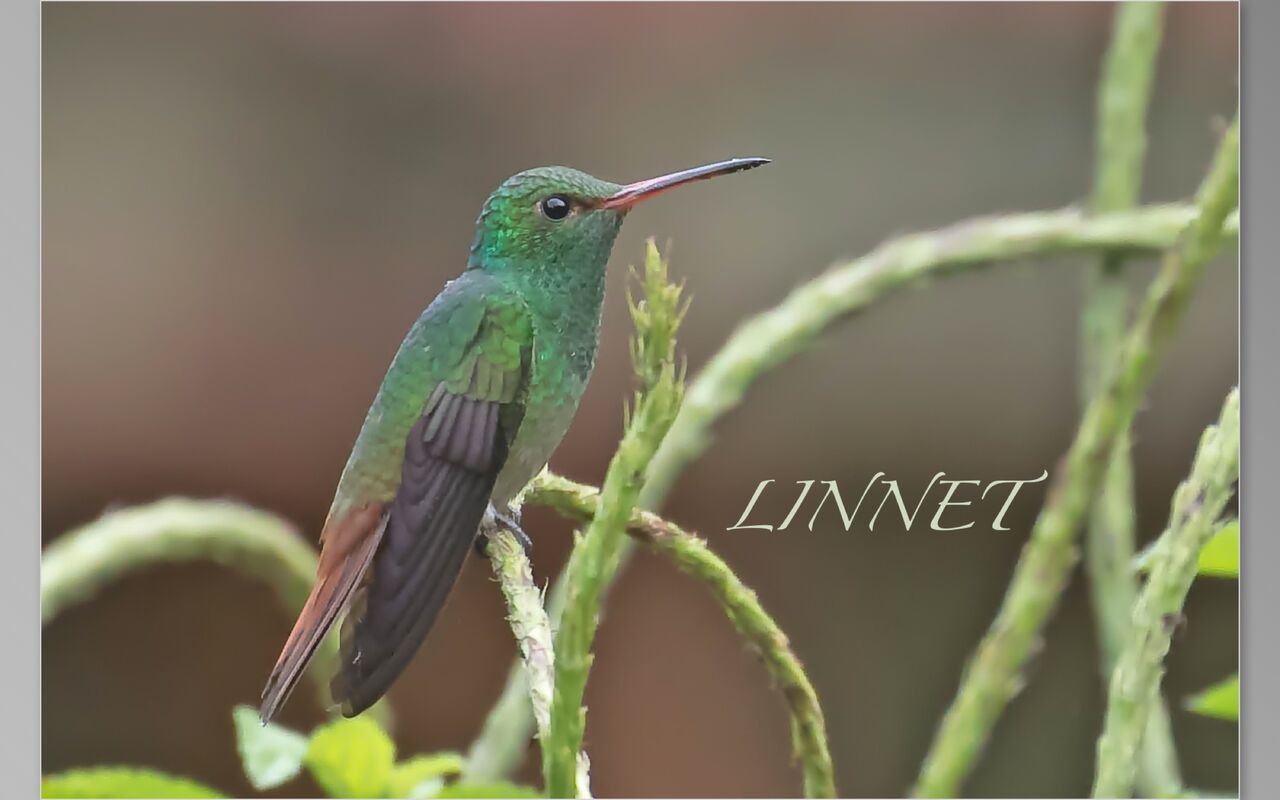 ハイバラエメラルドハチドリ (Rufous-tailed Hummingbird) : 野鳥とのふれ …