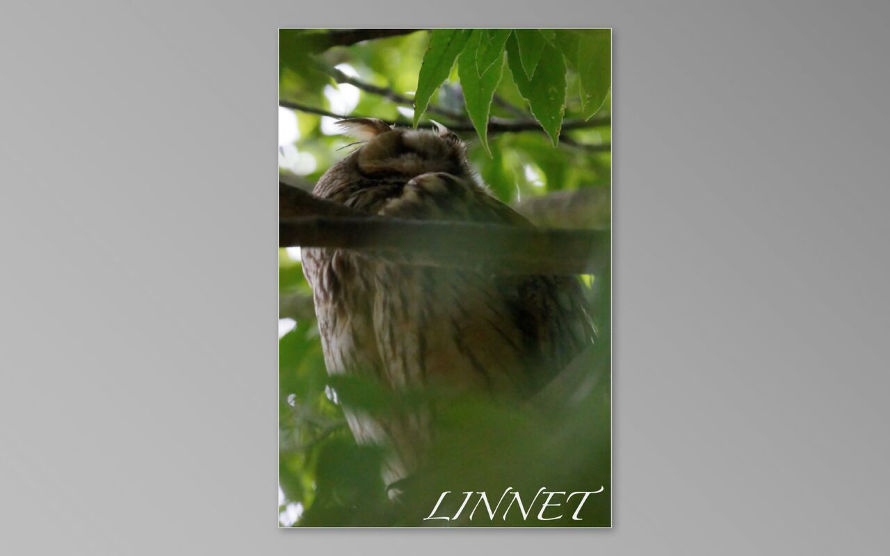 野鳥とのふれあい
	  トラフズク( Long-eared Owl )
	コメント