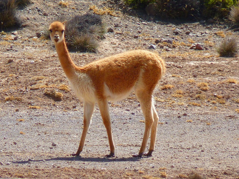 vicuna-43293_1280